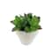 Assorted Micro Potted Succulent, 1pc. by Ashland®
